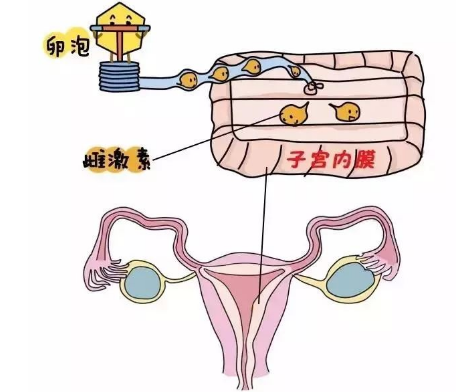 贝安健康:缺乏黄体酮的几种外在表现