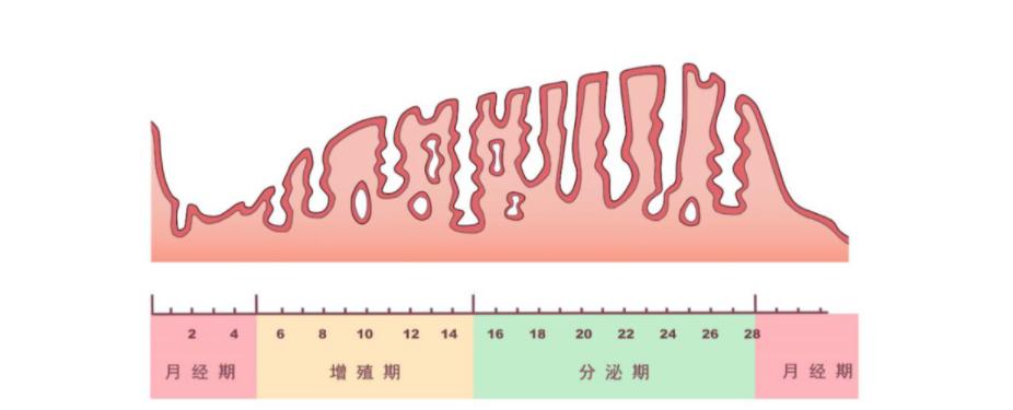 贝安健康：性激素六项的第 1 项升高，对卵巢的影响很大!