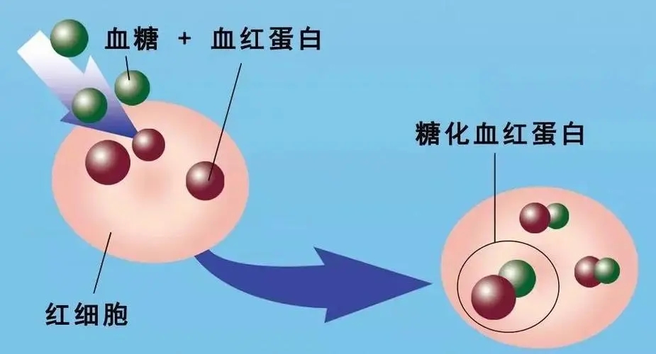 贝安健康：血红蛋白偏高的原因?