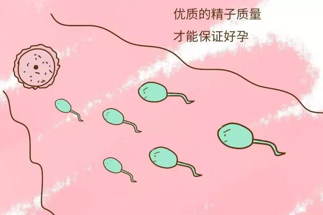贝安健康：供精的精子质量好不好?